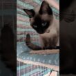 ガチでラブリースーパーキューティーベイビー😻エグいよ #cat #catshorts #シャム猫 #しゃむねこ ＃シャム猫☆マロンちゃん #PPPP