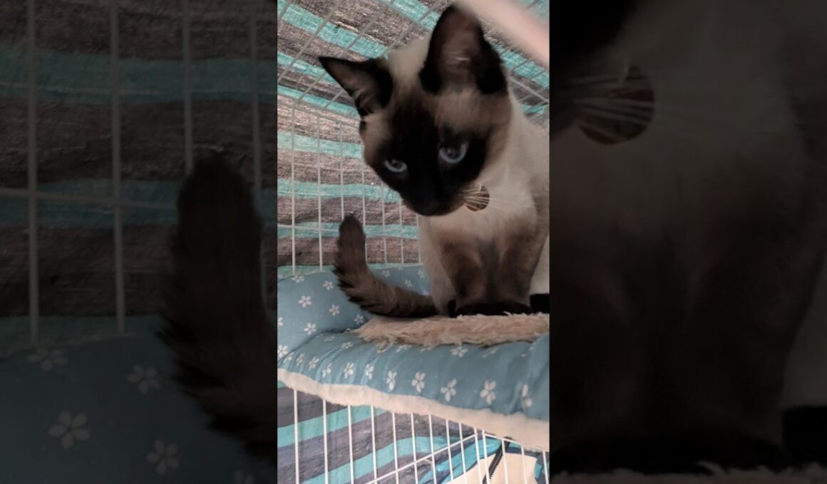 ガチでラブリースーパーキューティーベイビー😻エグいよ #cat #catshorts #シャム猫 #しゃむねこ ＃シャム猫☆マロンちゃん #PPPP
