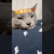 しゃくれすぎてキュン‼️❤️ #猫 #ロシアンブルー #猫のいる暮らし  #shorts