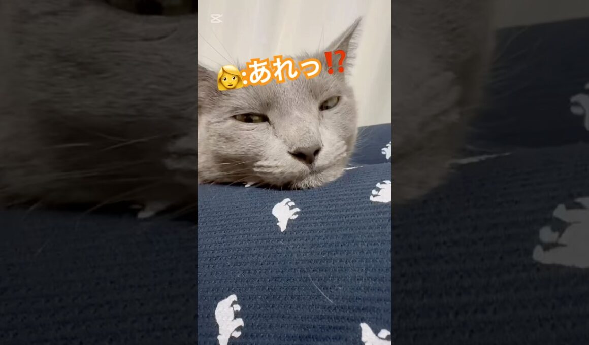 しゃくれすぎてキュン‼️❤️ #猫 #ロシアンブルー #猫のいる暮らし  #shorts