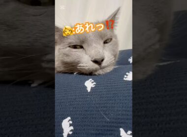 しゃくれすぎてキュン‼️❤️ #猫 #ロシアンブルー #猫のいる暮らし  #shorts