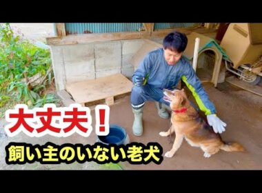 子猫がいなくなった老犬には僕らがいるので大丈夫