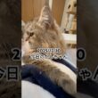 2025/12/10今日のかしちゃん #猫 #ペルシャ #カシス #cat #猫のいる暮らし