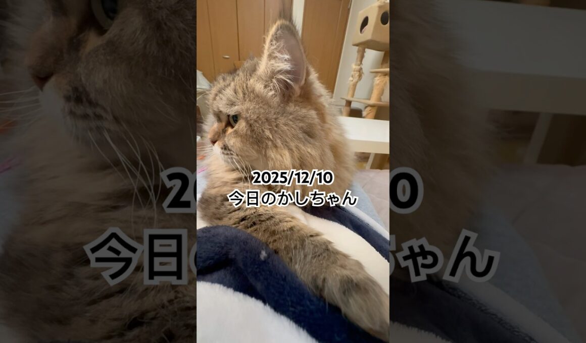 2025/12/10今日のかしちゃん #猫 #ペルシャ #カシス #cat #猫のいる暮らし