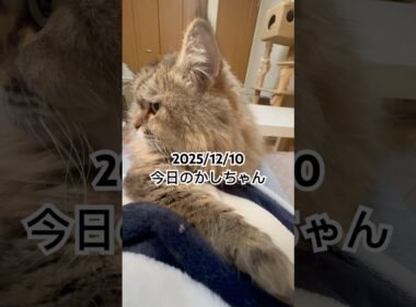 2025/12/10今日のかしちゃん #猫 #ペルシャ #カシス #cat #猫のいる暮らし