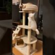 キャットタワーを登る子猫と暇そうなシャム猫/Kitten Climbing a Cat Tower & a Bored Siamese Cat #cat #子ネコ #kittenshorts
