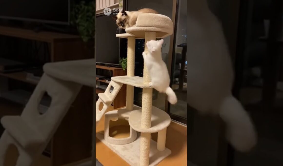 キャットタワーを登る子猫と暇そうなシャム猫/Kitten Climbing a Cat Tower & a Bored Siamese Cat #cat #子ネコ #kittenshorts