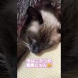 ちょこさん😺こたつでぬくぬく中😸 #シャム猫 #たぬき猫 #ねこのいる生活