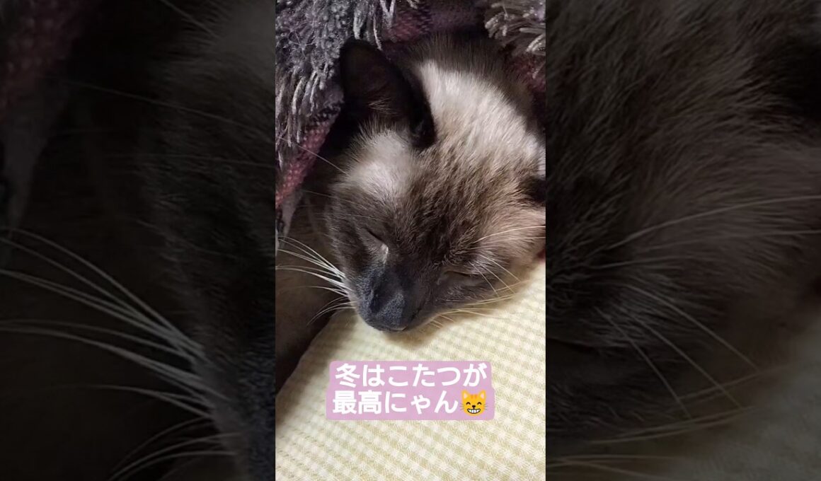 ちょこさん😺こたつでぬくぬく中😸 #シャム猫 #たぬき猫 #ねこのいる生活