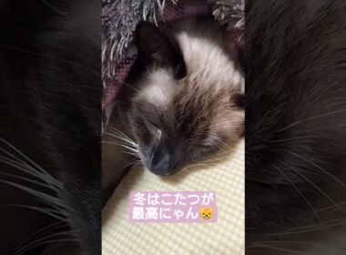 ちょこさん😺こたつでぬくぬく中😸 #シャム猫 #たぬき猫 #ねこのいる生活