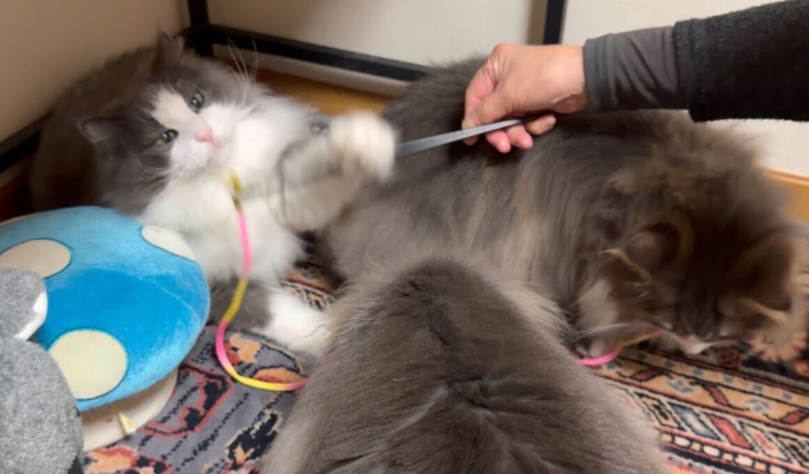 【癒し✨】ばあばと最年長シャールがたくさん遊ぶよ〜！！！！！ノルウェージャンフォレストキャットとターキッシュアンゴラ
