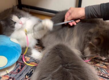 【癒し✨】ばあばと最年長シャールがたくさん遊ぶよ〜！！！！！ノルウェージャンフォレストキャットとターキッシュアンゴラ