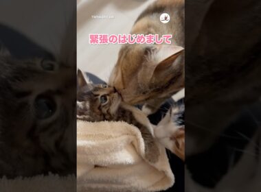 ドキドキのご挨拶🐱｜PECO