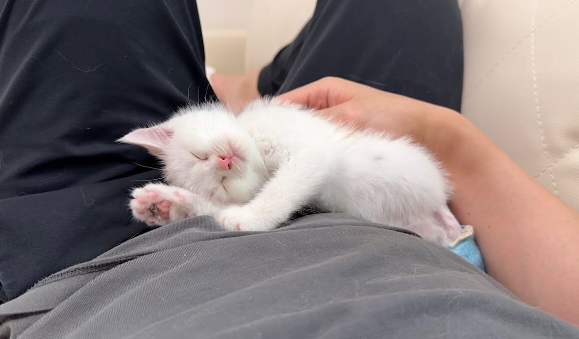 骨折してた生後１ヶ月の子猫を連れて帰って看病したら母猫と認識されて離れなくなっちゃいました…