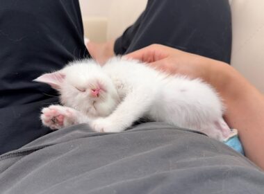 骨折してた生後１ヶ月の子猫を連れて帰って看病したら母猫と認識されて離れなくなっちゃいました…