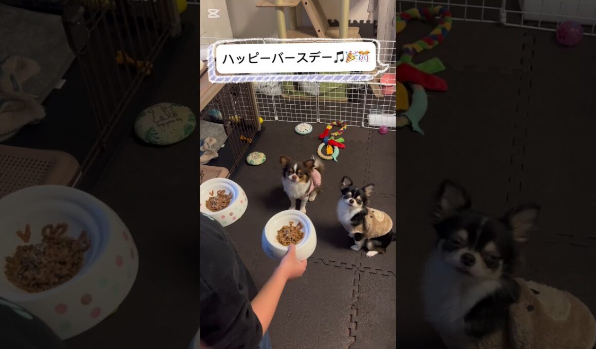 チャロ🐶誕生日🎂