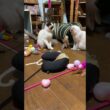 伸縮ネコジャラシで、シャムの子ねこパンダと雫、キジシロのルルと遊びました。パンダ、雫が、仲よく、最後まで遊ぶｗ