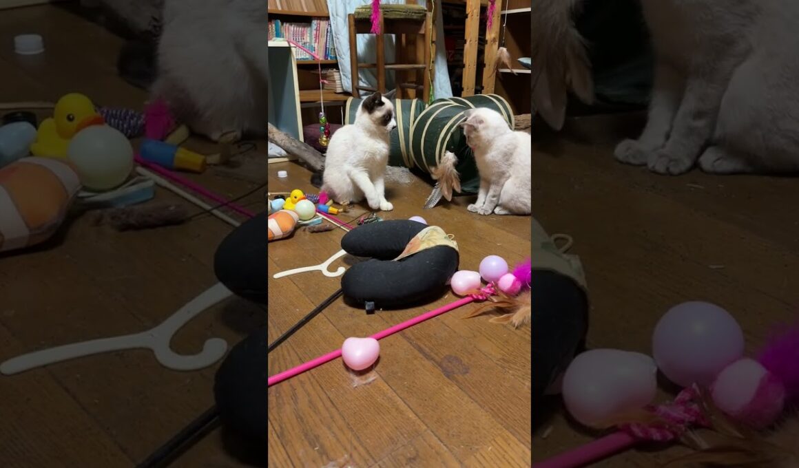 伸縮ネコジャラシで、シャムの子ねこパンダと雫、キジシロのルルと遊びました。パンダ、雫が、仲よく、最後まで遊ぶｗ