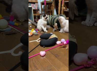 伸縮ネコジャラシで、シャムの子ねこパンダと雫、キジシロのルルと遊びました。パンダ、雫が、仲よく、最後まで遊ぶｗ