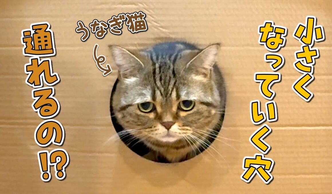 だんだん小さくなる穴を通ったら可愛すぎる姿が発見されました！