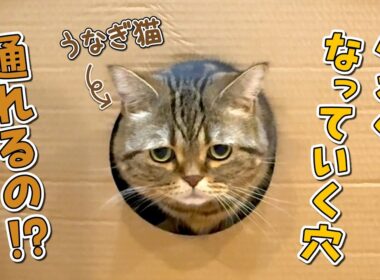 だんだん小さくなる穴を通ったら可愛すぎる姿が発見されました！