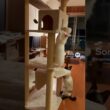 キャットタワーを登る白猫を見守るシャム猫/Siamese Cat Watching Over a White Cat Climbing a Cat Tower #cat #ネコ #kitten #子猫