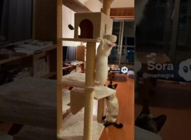 キャットタワーを登る白猫を見守るシャム猫/Siamese Cat Watching Over a White Cat Climbing a Cat Tower #cat #ネコ #kitten #子猫