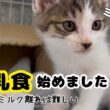 【子猫日記10】ミルク大好きな子猫がご飯の練習を始めたら暴動が起きて困ってます…。離乳食始めました