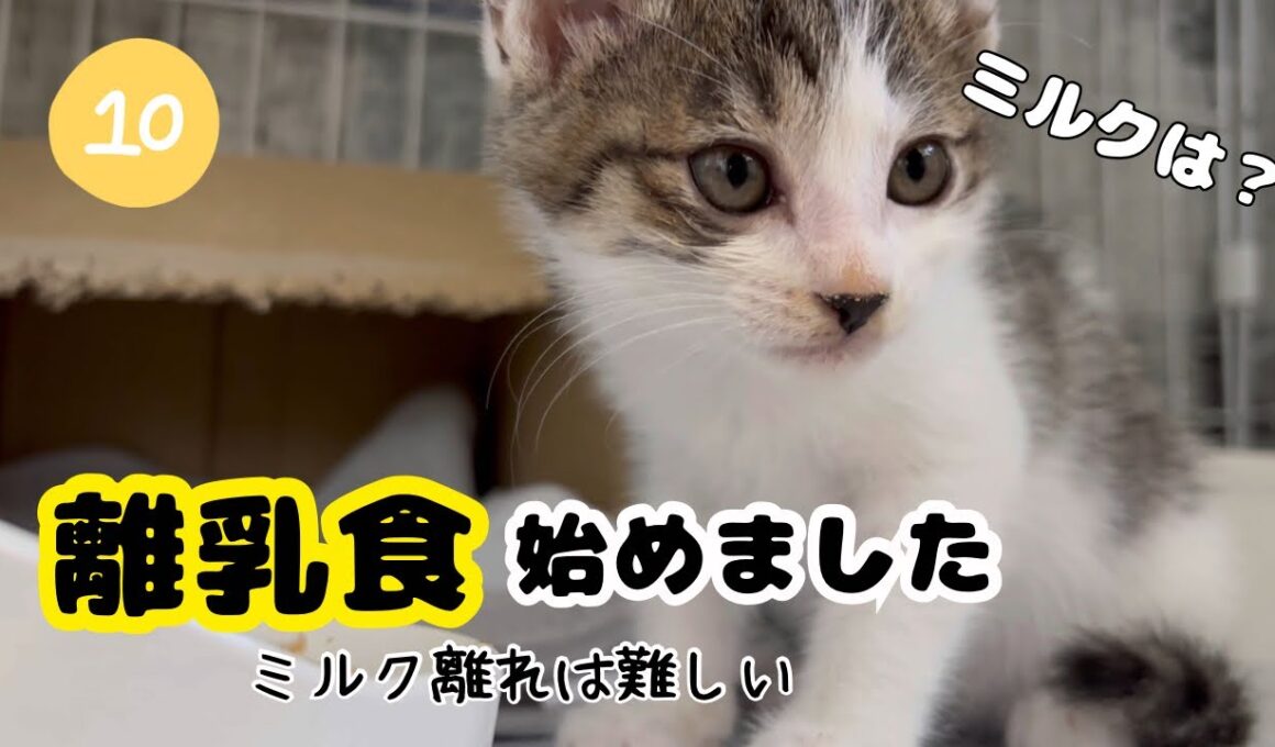 【子猫日記10】ミルク大好きな子猫がご飯の練習を始めたら暴動が起きて困ってます…。離乳食始めました