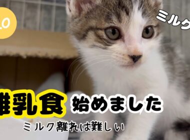 【子猫日記10】ミルク大好きな子猫がご飯の練習を始めたら暴動が起きて困ってます…。離乳食始めました