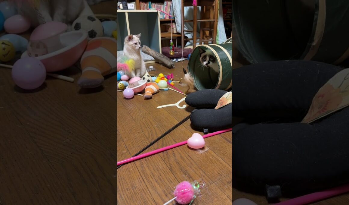 猫トンネルの上で、ゆらゆらネコジャラシ。シャムの子ねこパンダ、雫は、どうするか