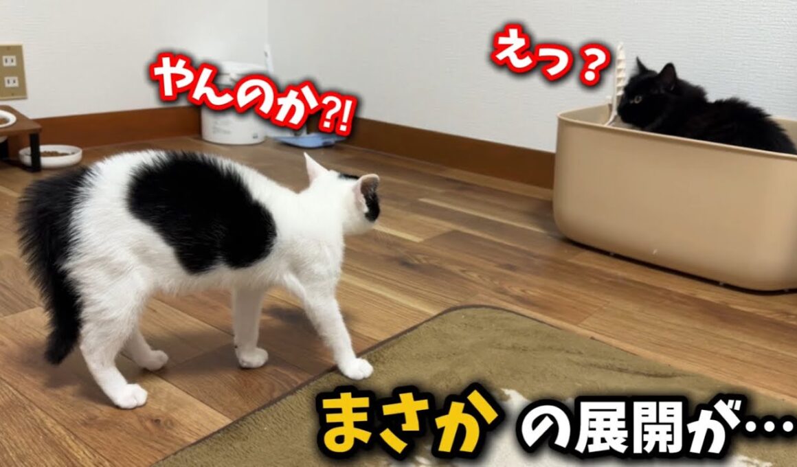 子猫が手術から戻ると…まさかの展開が待っていました