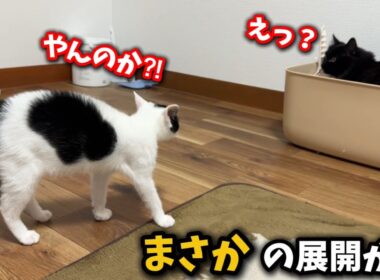 子猫が手術から戻ると…まさかの展開が待っていました