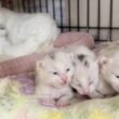生後8日 目がパッチリ開いた子猫とまだまだ寛平期の子猫【白玉ちゃん日記#12】Kittens whose eyes have begun to open