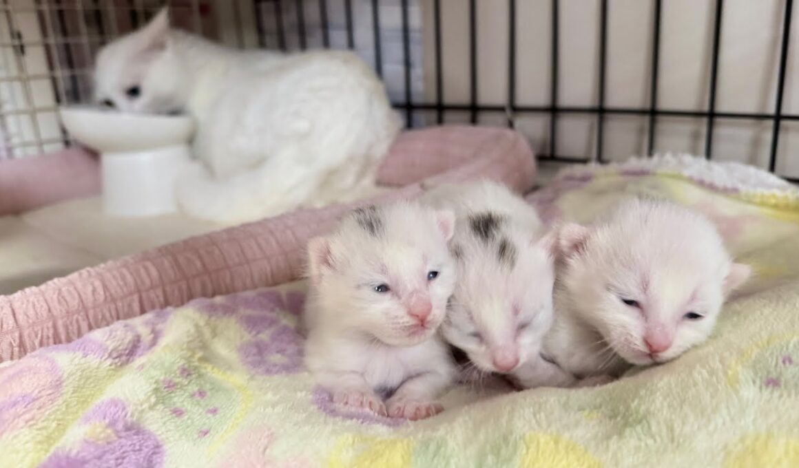 生後8日 目がパッチリ開いた子猫とまだまだ寛平期の子猫【白玉ちゃん日記#12】Kittens whose eyes have begun to open