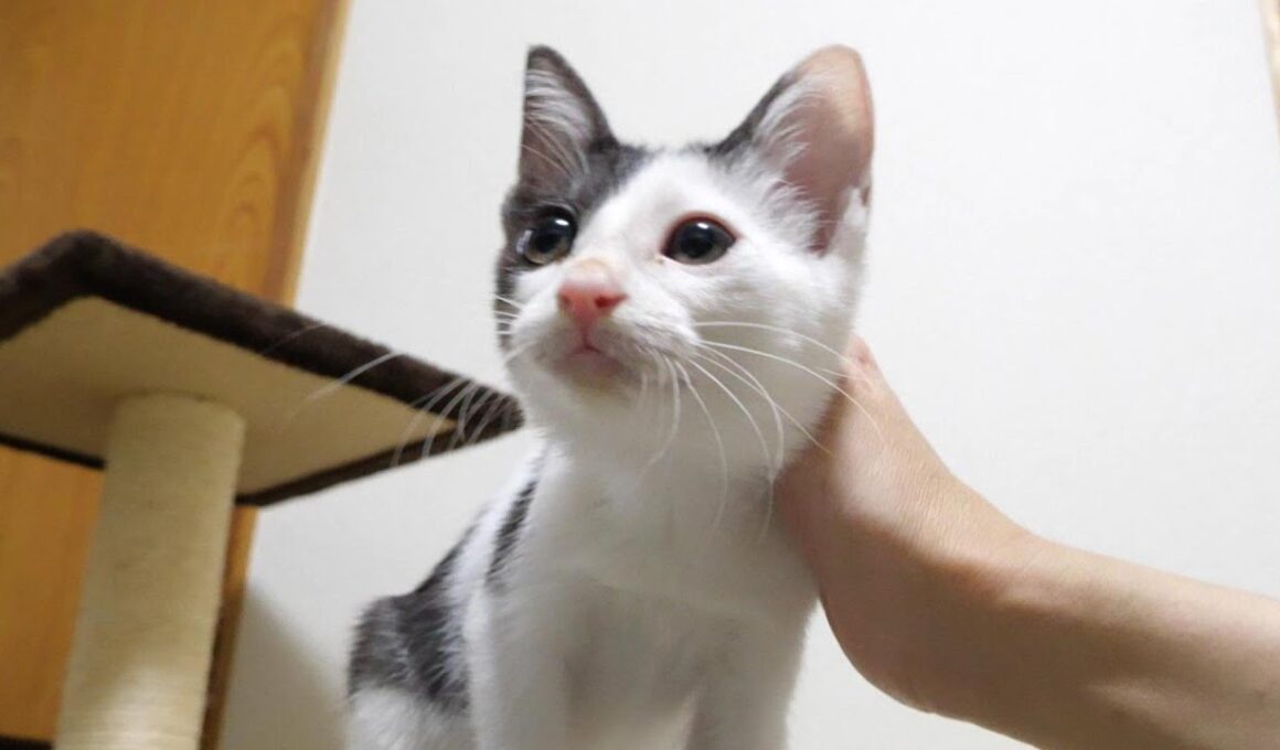 ママのお膝でぴょっこり寛ぐ子猫【赤ちゃん猫　保護猫】