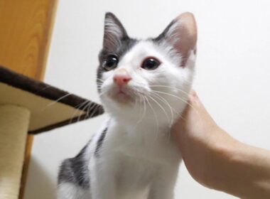 ママのお膝でぴょっこり寛ぐ子猫【赤ちゃん猫　保護猫】