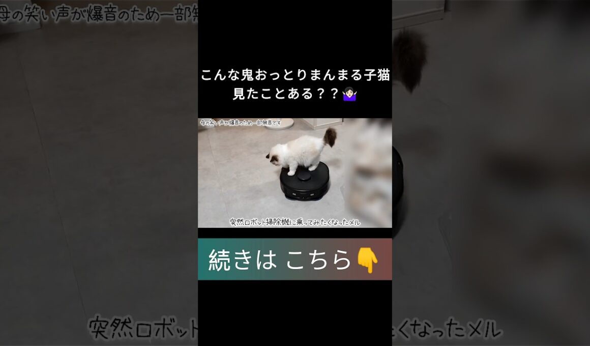 #shorts #ラグドール #子猫 #甘えん坊猫 #ぬいぐるみ猫 #ragdollcat