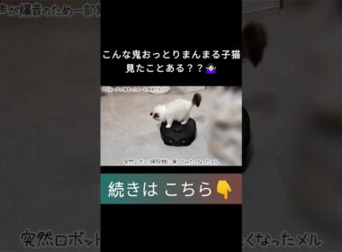 #shorts #ラグドール #子猫 #甘えん坊猫 #ぬいぐるみ猫 #ragdollcat