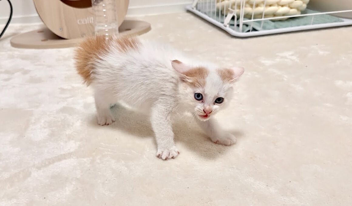 骨折してた子猫を保護して懸命に看病したら急にヤンチャになって大変なことに…
