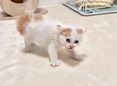 骨折してた子猫を保護して懸命に看病したら急にヤンチャになって大変なことに…