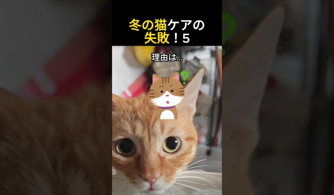 冬の猫ケアの失敗5！#猫 #子猫 #猫ショート #猫動画