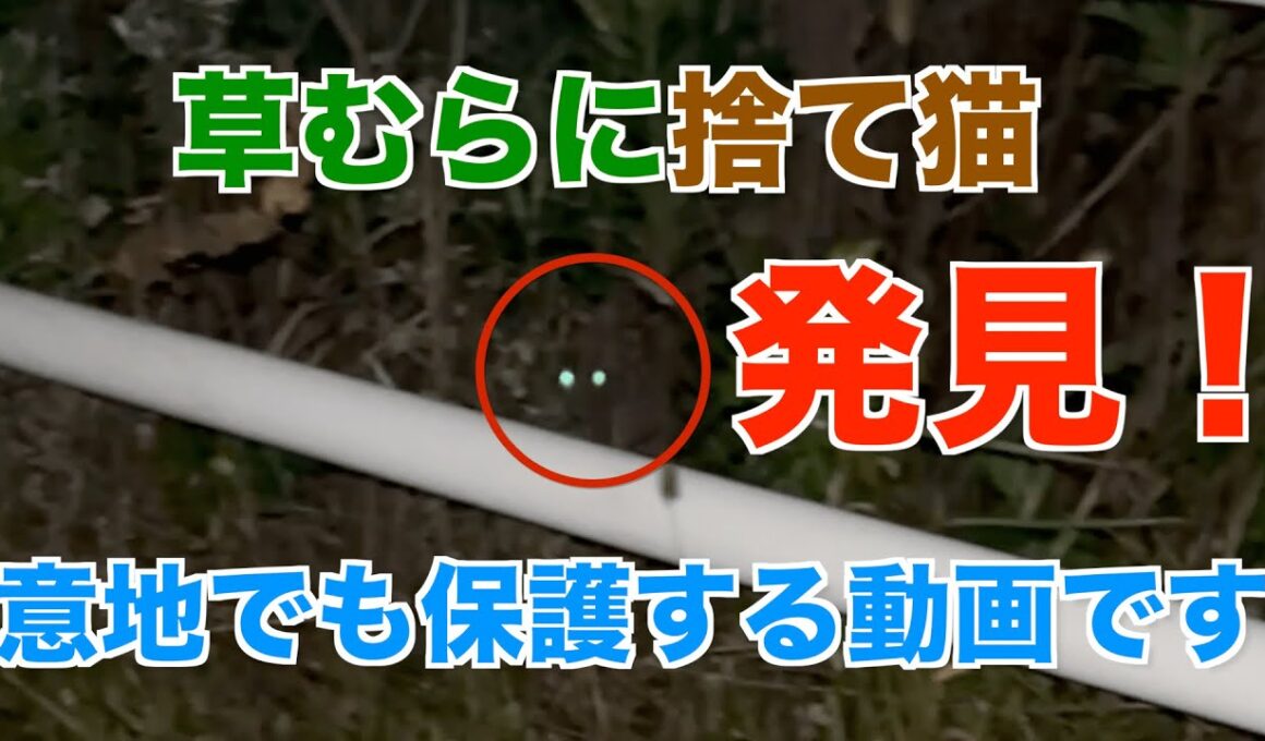 感動の奇跡！草むらに捨てられた子猫の衝撃保護映像【実話】