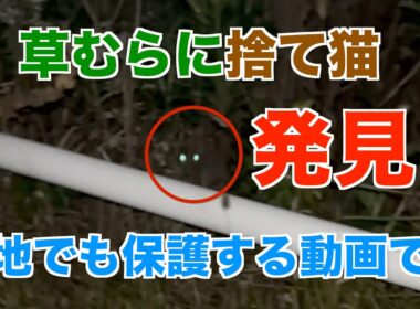 感動の奇跡！草むらに捨てられた子猫の衝撃保護映像【実話】