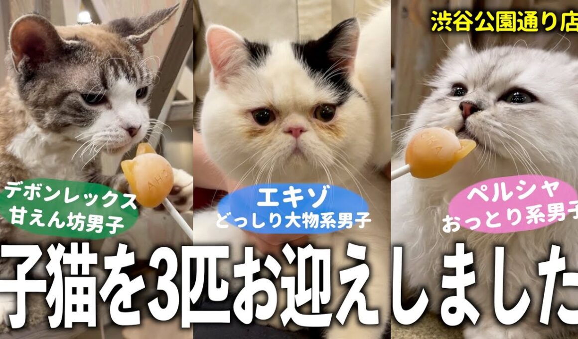 生後6ヶ月の子猫を3匹お迎えしました