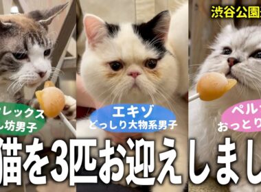 生後6ヶ月の子猫を3匹お迎えしました