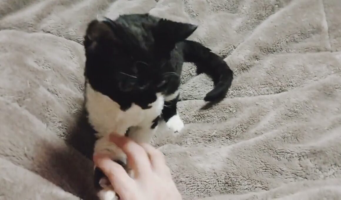 #デボンレックス