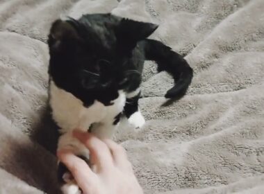 #デボンレックス