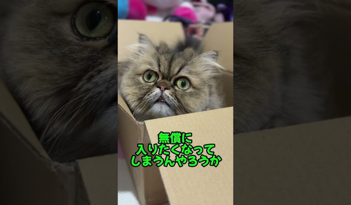 【ペルシャ猫】段ボールに入るめんちゃん(Men-chan in a cardboard box) #shorts #cat #ペルシャ