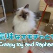 バーマン猫ラフ【不気味なオモチャとラフ】Creepy toy and Raphael（バーマン猫）Birman/Cat